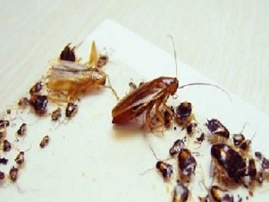 蟑螂防治及灭杀