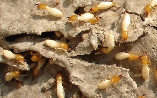 有什么妙招能有效治理白蚁？