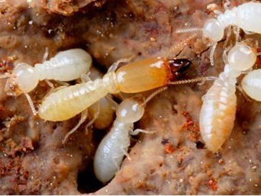 潮湿环境容易有白蚁，你家卫生间中招了吗？