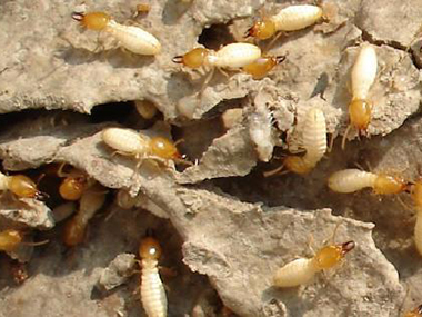 防治白蚁简单有效的消灭方法
