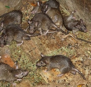 佛山杀灭四害：避免老鼠的自然防治法