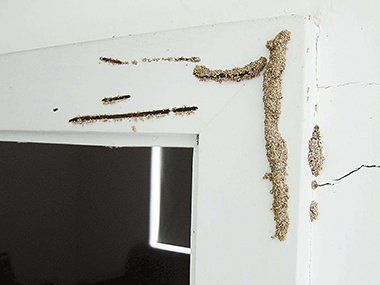 佛山防治白蚁：对付蚁害需要注意哪些细节？