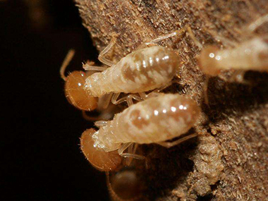 三水白蚁防治公司白蚁的生活习性是什么