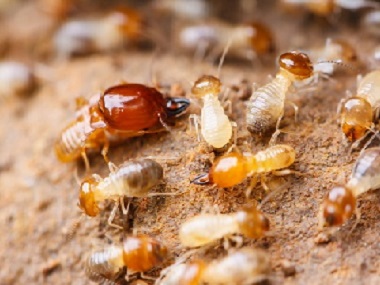 南海白蚁防治公司日常生活中预防白蚁入侵的办法