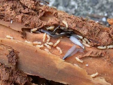 平洲白蚁防治公司白蚁能吃钢筋水泥吗