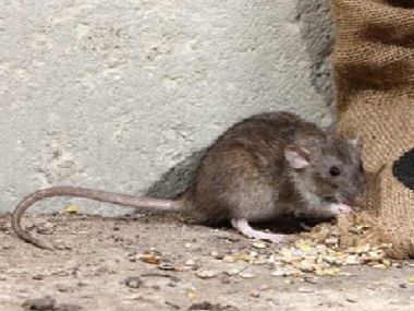 家里有老鼠应该怎么办？佛山禅城四害公司告诉您