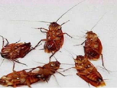 高明杀虫除四害公司防治蟑螂的方法
