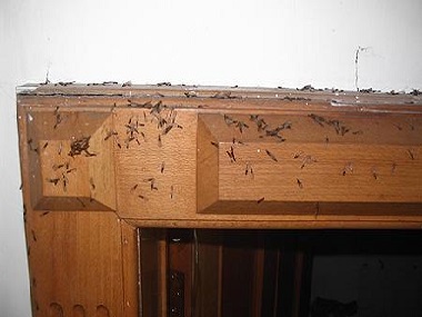 三水白蚁防治公司杀死白蚁有没有更好的方法呢？
