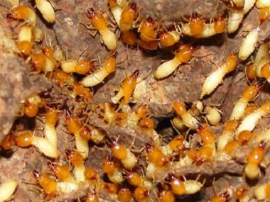 南海防治白蚁中心如何预防繁殖期的白蚁危害