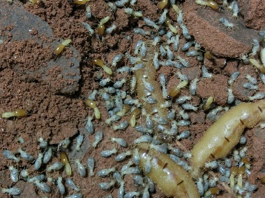 三水白蚁防治有哪些办法知道家里有没有白蚁