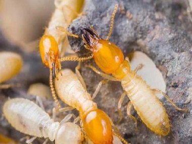 顺德防治白蚁公司预防白蚁危害的小细节