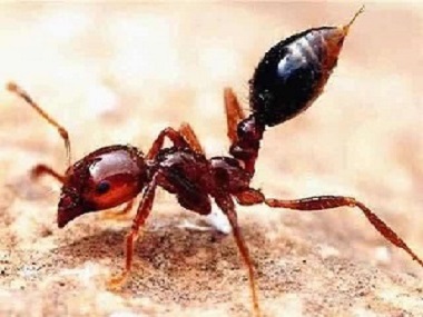 高明防治红火蚁提醒你若发现红火蚁，应马上远离