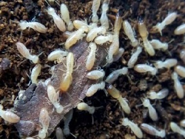 佛山专业白蚁防治中心白蚁的危害，以及白蚁防治方法介绍