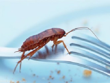 南海杀虫公司通知你5个办法灭蟑螂，以后再也不怕家里有蟑螂了