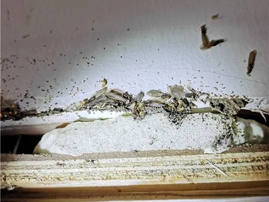 禅城白蚁防治公司两种常用灭白蚁方法