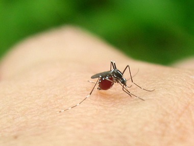 高明四害消杀公司常用的灭蚊子的办法有哪些