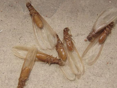 禅城灭治白蚁公司白蚁分飞季，如何有效防治白蚁