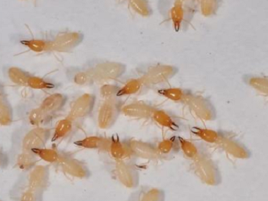三水白蚁防治公司假设发现白蚁应该怎样灭白蚁