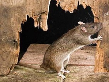 黄岐除虫灭鼠公司8招驱鼠方法教你赶走家里的老鼠