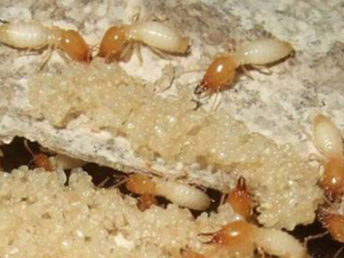 盐步白蚁预防站教你防治白蚁之后应该怎样预防