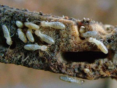 南海灭治白蚂蚁公司如何进行白蚁的防治