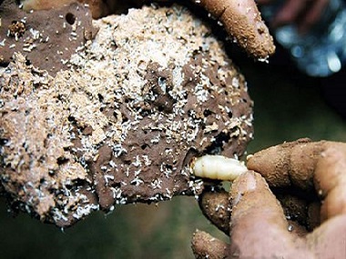 佛山白蚁防治公司用什么方法可以找到白蚁的巢穴