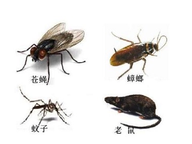 禅城病媒生物控制中心驱除蚊虫蟑螂的方法有哪些