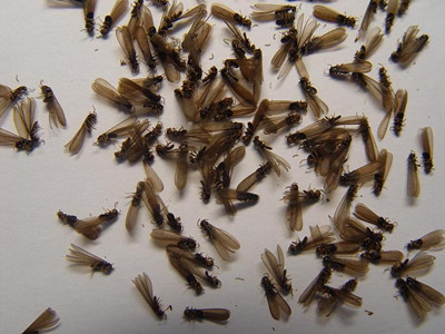 南海房屋验收白蚁站如何判断室内黑色飞蚂蚁是不是白蚁