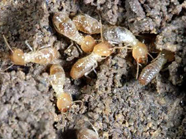 禅城专业白蚁消杀中心怎样才可以找到白蚁的巢穴
