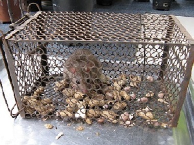顺德专业灭鼠机构怎样布置捕鼠工具有效灭鼠