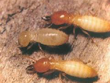 禅城验收白蚁站有一种叫“白蚁”的害虫即将进入危害高发期
