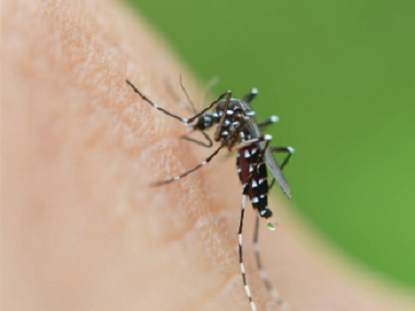 禅城杀虫灭蚊公司驱蚊子最有效的方法是什么