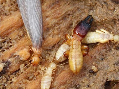 南海杀灭白蚁中心白蚁非蚂蚁，如何灭治白蚂蚁