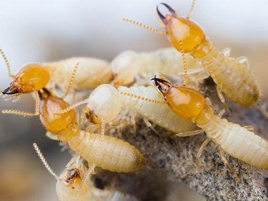禅城白蚁备案站：该如何有效防治白蚁