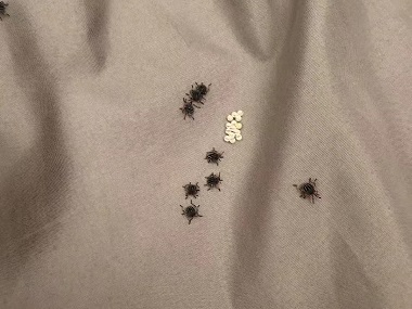 南海消杀四害所床上有臭虫（臭屁虫）怎么灭