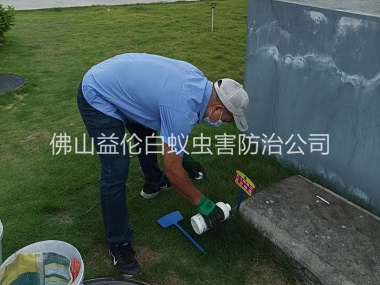 佛山灭除红火蚁工程